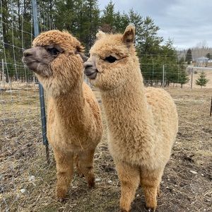 Meet your Posher, Alex-anne